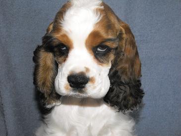 Lake Erie Cockeer Spaniels